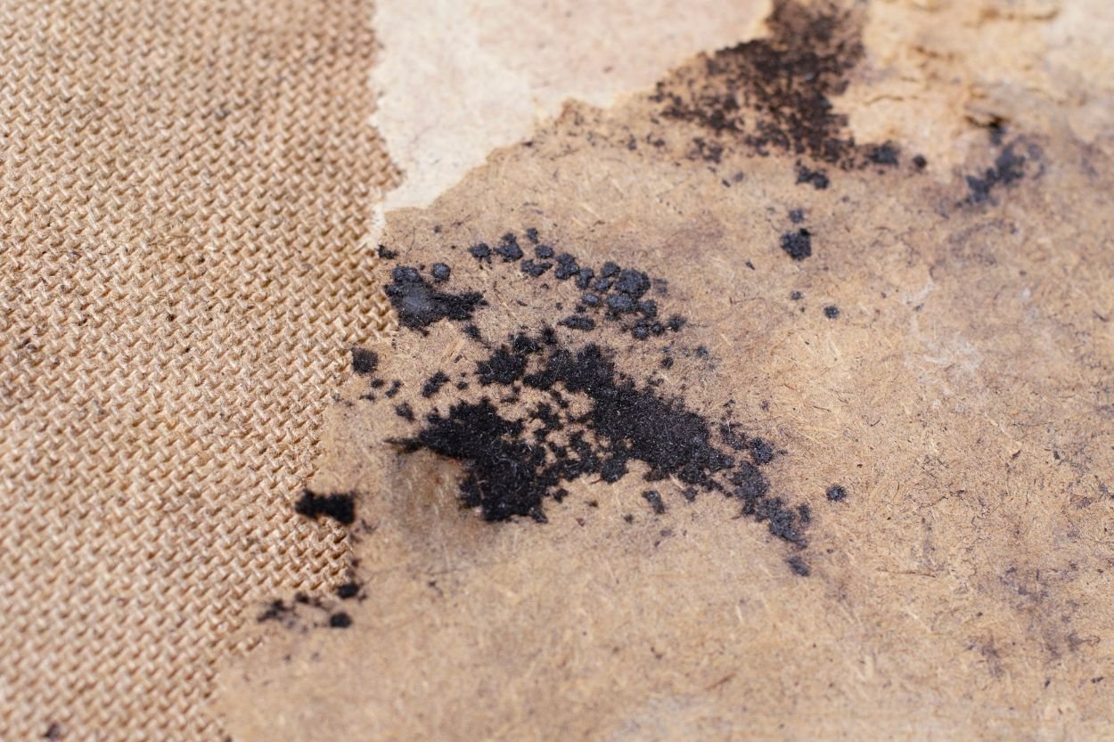 A close-up of a piece of cloth showing visible mold, highlighting the need for mold removal services in Las Vegas, NV.