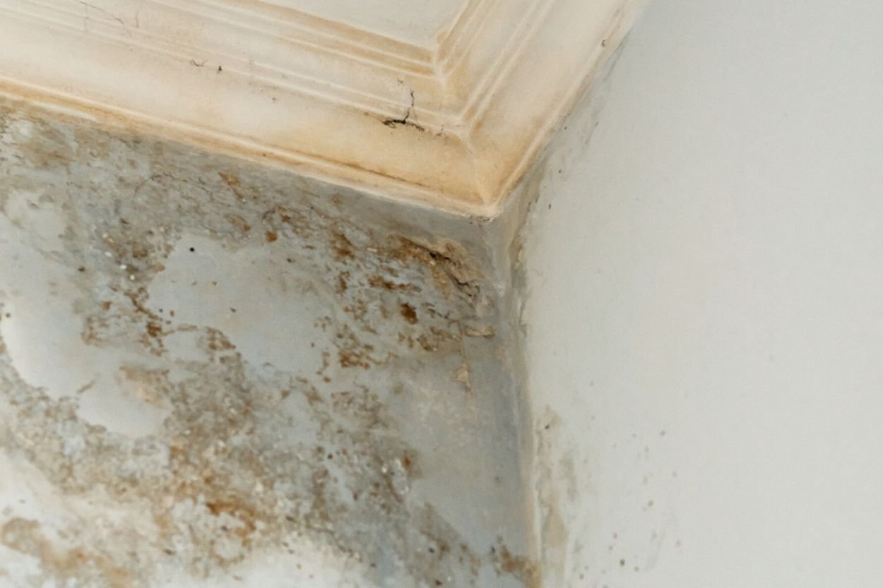 Mold growth on a wall in an attic, highlighting the need for mold removal services in Las Vegas, NV.