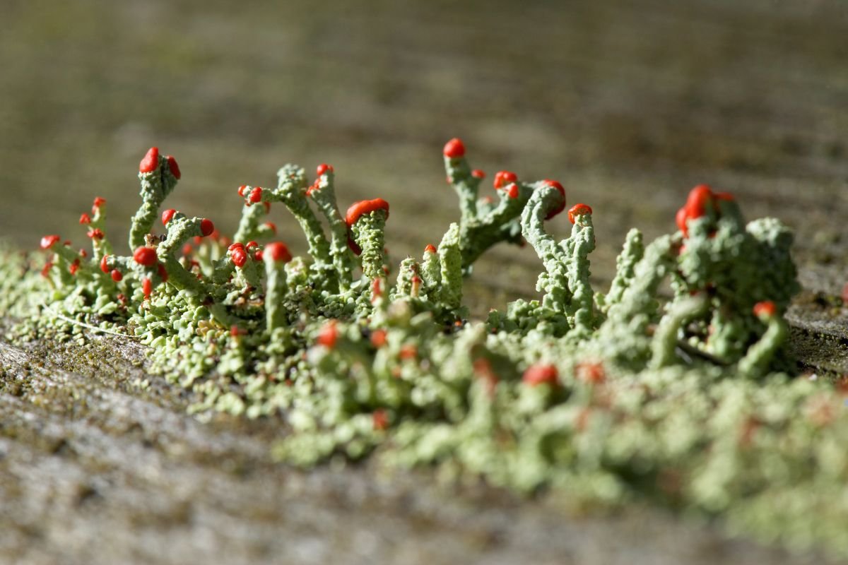 Detailed view of lush green moss featuring bright red flowers, with mold spores subtly present in the scene.