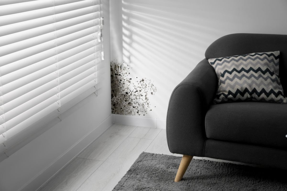 Black and white photograph of a chair and window blinds, highlighting mold spores on the chair's fabric.