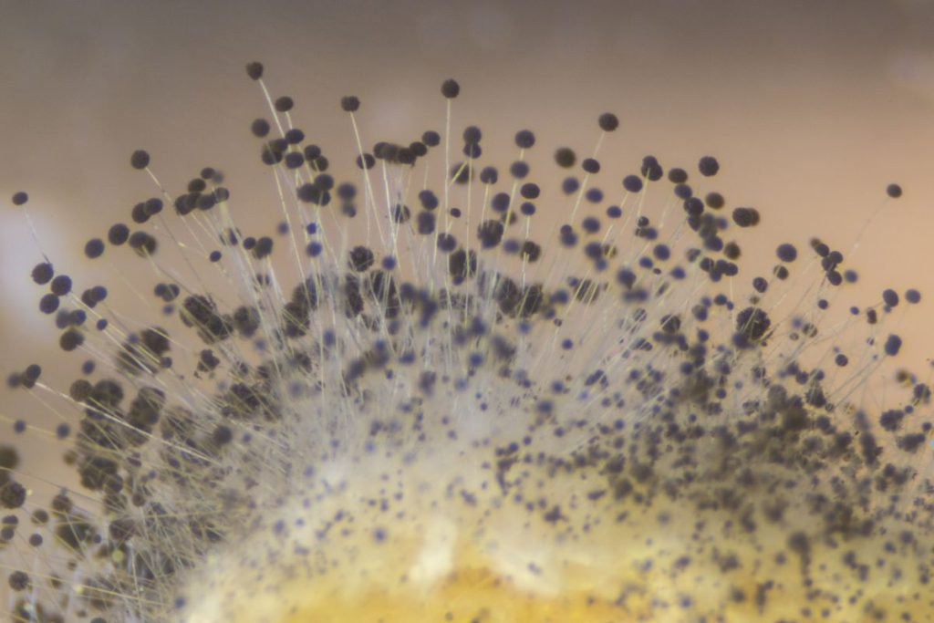 A close-up of a flower displaying numerous small black dots, indicative of mold spores on its petals.