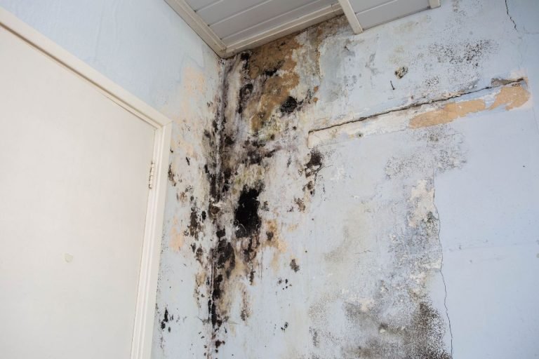 Mold growth on a wall in a room, with a door visible in the background.